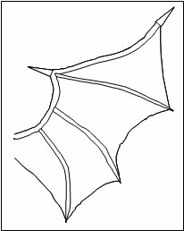 Bat Wings Drawing